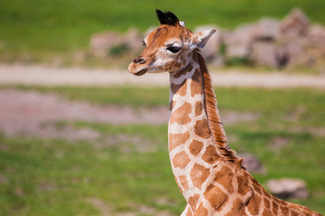 Uganda-Giraffe oder Rothschild-Giraffe (Giraffa camelopardalis rothschildi)