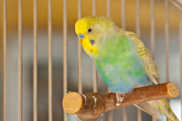 Wellensittiche als Haustiere