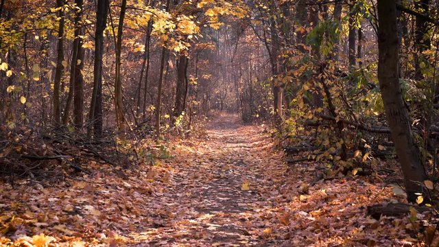 forest path in the autumn pine forest