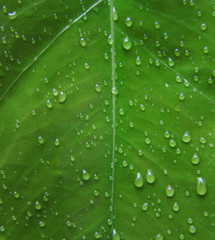  real green leaf texture with rain water drops