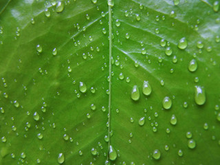  real green leaf texture with rain water drops