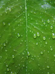 Fototapeta na wymiar real green leaf texture with rain water drops