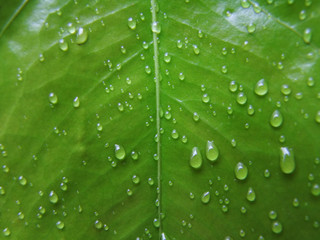  real green leaf texture with rain water drops