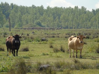 vacas pastando en el bosque