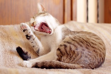 Fototapeta na wymiar Lazy tabby cat yawning just after waking up