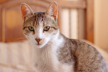 Young tabby cat staring intensely at the camera.