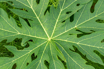 PAPAYA LEAF