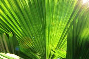 Closeup palm leaf background and texture. Selective focus.
