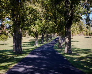 Long Stretch of Road in Between Large Trees. Concept of Travel and Adventure. Copy Space for Journey.