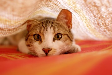 Young tabby cat playing hunt under the blankets on bed. Worm's eye, low angle shot.
