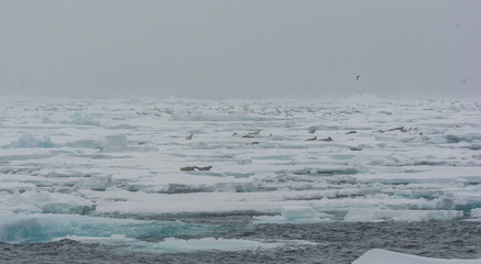 Thousands of Harp Seals at the pack ice edge between Greenland and Svalbard, Atlantic Ocean © tobiasbrehm
