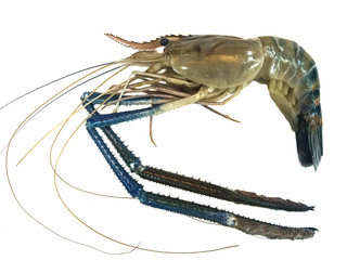 crayfish on white background