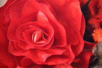 Closeup red rose is beautiful. Background for valentine.