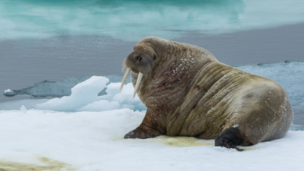 Fototapeta premium Walrus on an ice floe in the north of Svalbard