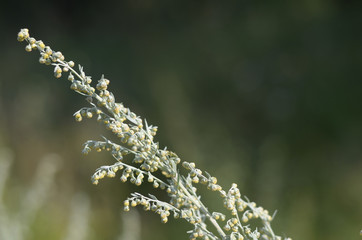 Wormwood. Flowering absinthium. Medicinal plant. Summer. Wormwood grass growing on the field. A...