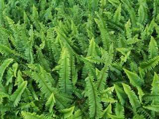 green fern leaves