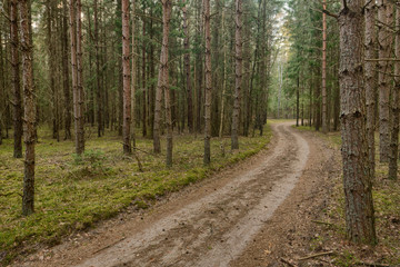 Fototapeta na wymiar Beautiful view of tjhe original Bialowieza Forest, Poland