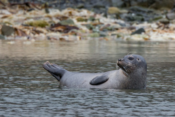 Fototapeta premium Harbour Seal resting on a rock at Virgohamna, Danskøya, Svalbard