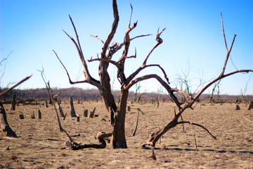 Dead Tree  - Dry Lake Bed