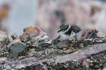 Ringed Plover chick at Faksevagen, Svalbard