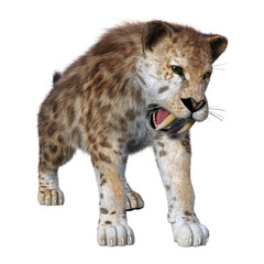 3D Rendering Sabertooth Tiger on White