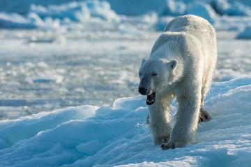 Polar Bear on an ice floe at Negribreen, Svalbard