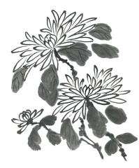 Chrysanthemum as a symbol of Japan and China. Contour   flowers and leaves. Traditional oriental ink painting sumi-e, u-sin, go-hua. .