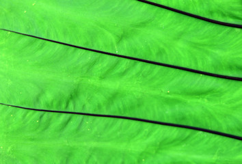 Close up green color leaf texture background.