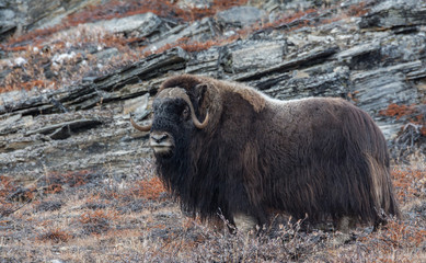 Musk Ox near Rolige Brae in the inner Scoresby Sund, East Greenland © tobiasbrehm