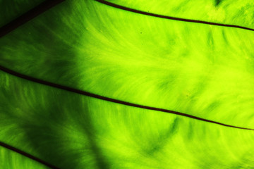 Close up green color leaf texture background.