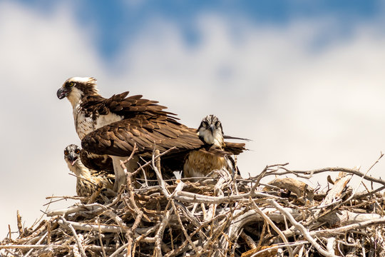 Osprey In Nest