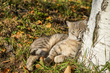 Portrait of a gray cat, which lazily lies in the grass. Warm October, the last autumn warm days.