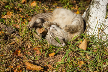 Portrait of a gray cat, which lazily lies in the grass. Warm October, the last autumn warm days.