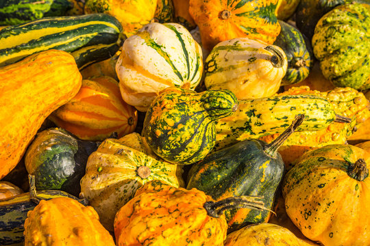 Colorful ornamental gourds for sale in yellow, green and white