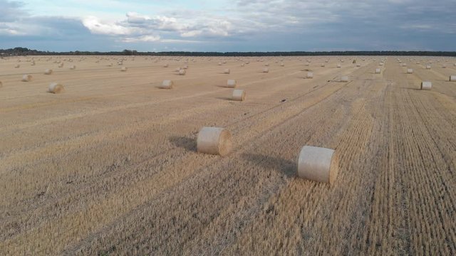 Flight over crop wheat or rye field with stook hay straw bales. Harvest agriculture farm rural aerial 4k video background. Bread production concept.
