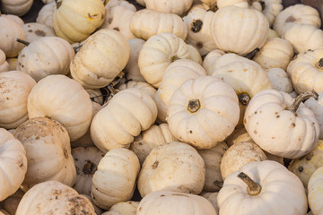 White pumpkins