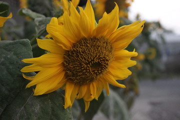 Bright yellow sunflower in field [2143]
