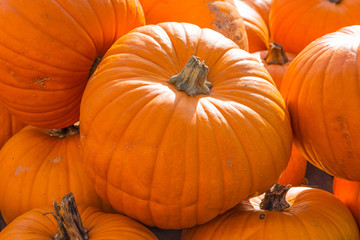 Orange pumpkins