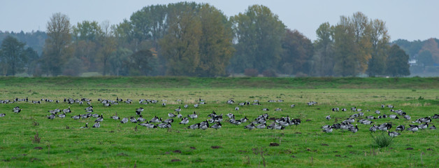 Weißwangengans Nonnengans beim Grasen bevor sie auf Wanderung in den Süden gehen