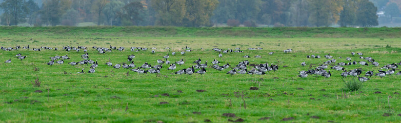 Weißwangengans Nonnengans beim Grasen bevor sie auf Wanderung in den Süden gehen