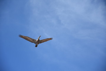 Pelícano sobrevolando el mar en busca de una presa 