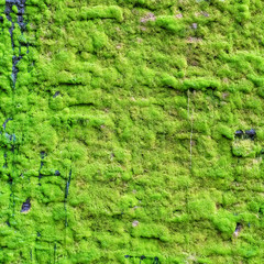 Moss on the Wall in the Garden