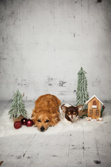 Hunde warten auf Weihnachten