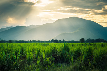 Fototapeta na wymiar Mountain in sunlight and sugarcane fild
