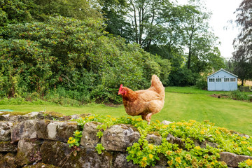 Large, adult Hen Chicken seen walking along a rock wall in a large, private garden. A distant blue wooden house is used to house the flock of Hens at night.