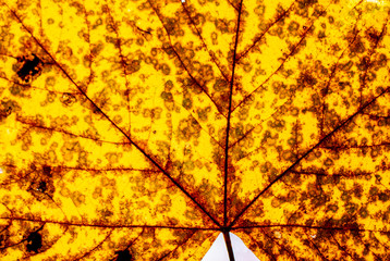 Macro close up of autumn leaves. Red yellow and green leaf as an autumn symbol isolated white background.  Leave texture. Structure of leaf natural background. Macro texture. Macro on Autumn  Foliage