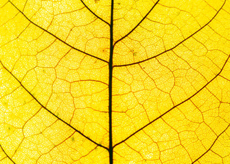 Macro close up of autumn leaves. Red yellow and green leaf as an autumn symbol isolated white background.  Leave texture. Structure of leaf natural background. Macro texture. Macro on Autumn  Foliage