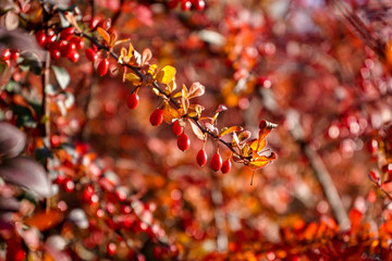 red berries of viburnum on the branches close-up, autumn, autumn day, autumn park. Picture. Background