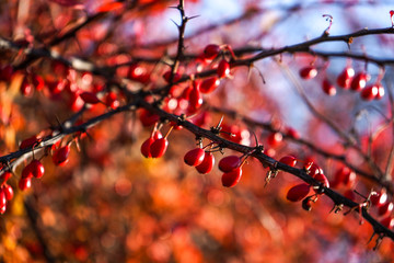 red berries of viburnum on the branches close-up, autumn, autumn day, autumn park. Picture. Background