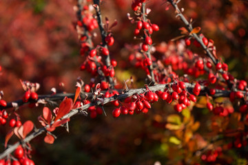 red berries of viburnum on the branches close-up, autumn, autumn day, autumn park. Picture. Background